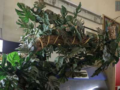 ...tra cui una monstera deliciosa che � con lui da pi� di cinquant�anni